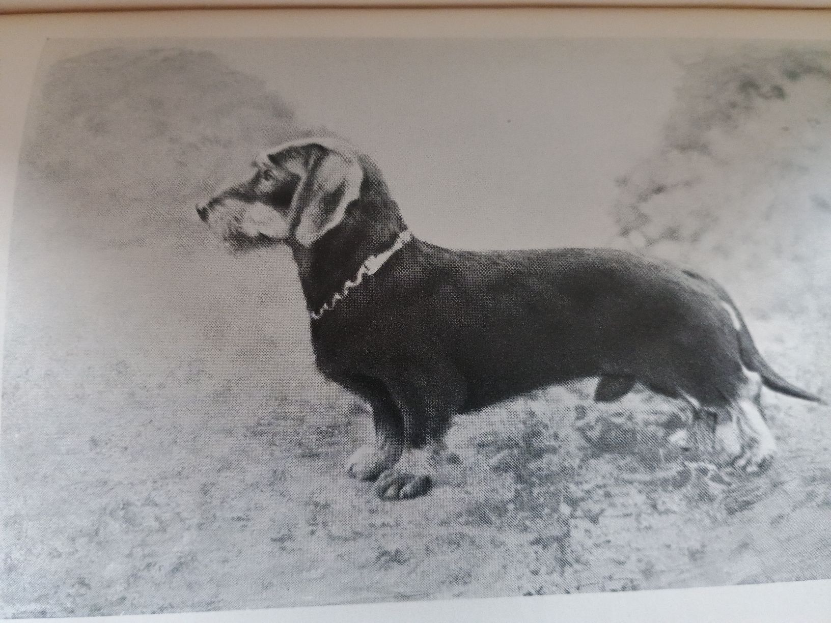 Libri: die Jagdhunde von Paul Vetterli – Usato da Chur venduto da Psimueta 2