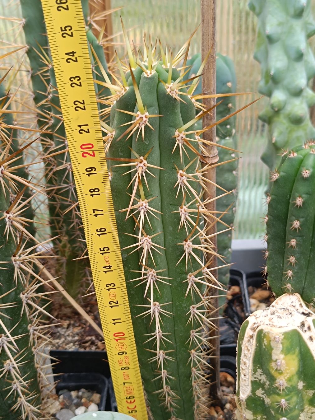 Plantes & graines: Trichocereus Macrogonus x Chiloensis SAN PEDRO – Neuf (Voir description) à Pâquier-Montbarry par chr_7dmj
