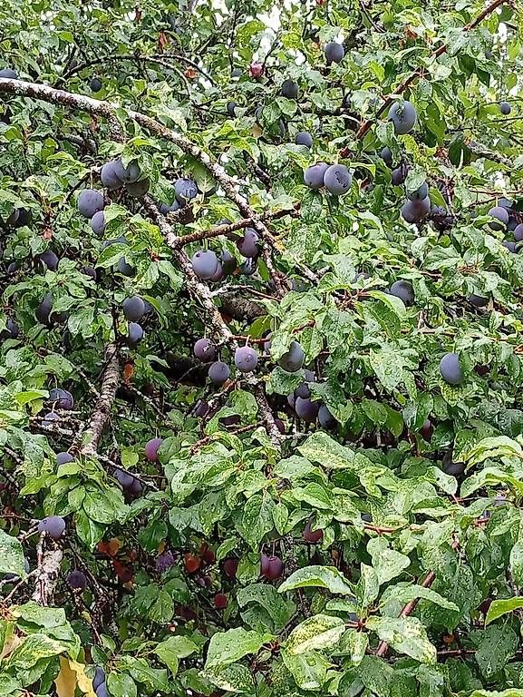 Spiritueux: Prunes – D'occasion à Prez-vers-Noréaz par ben_gjn8 1