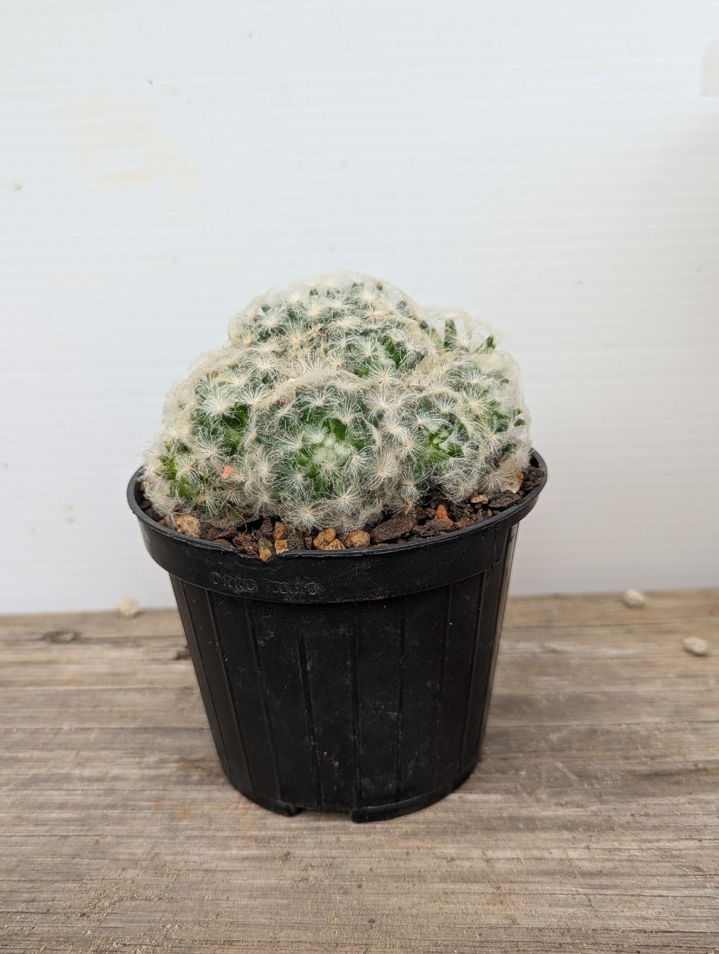 Piante & sementi: Mammillaria plumosa – Usato da Comano venduto da che_8lc2