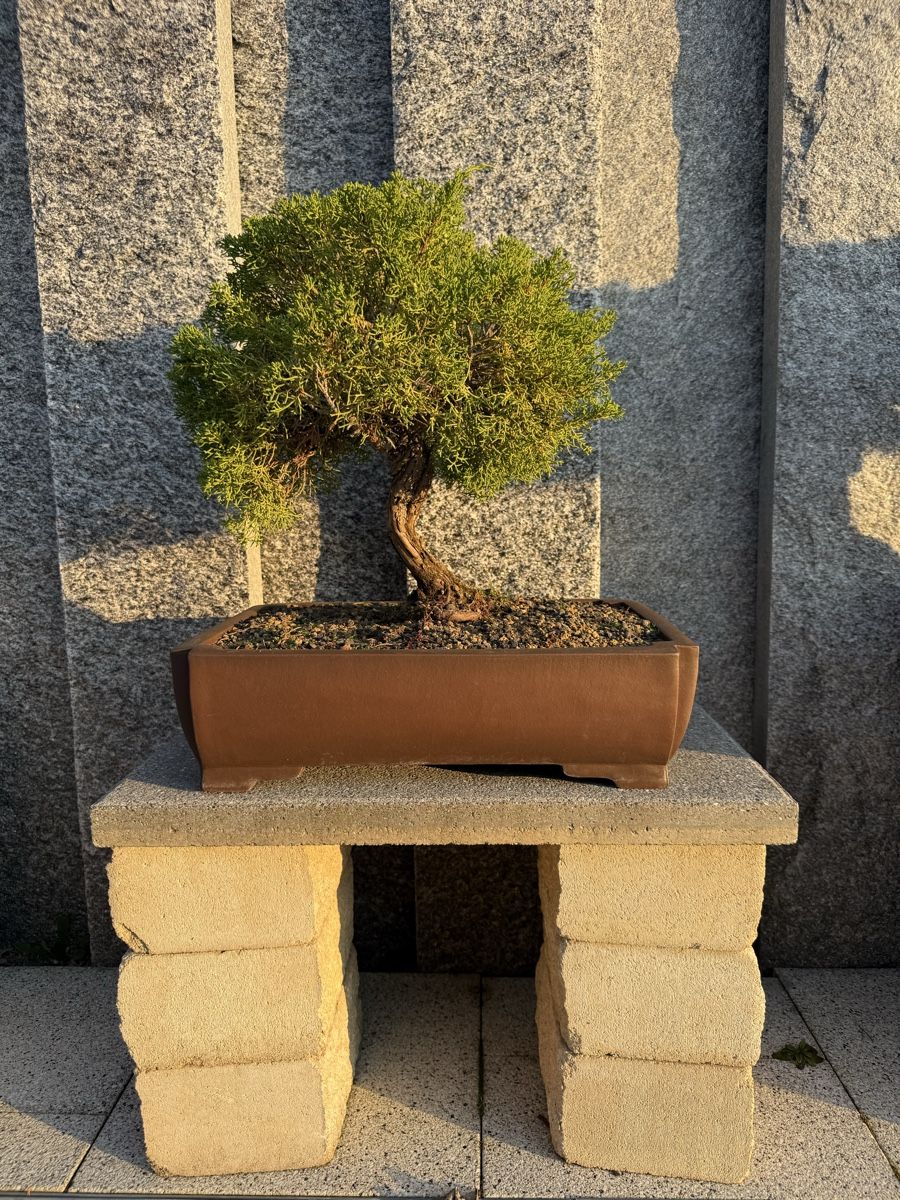 Piante & sementi: Wunderschöner Bonsai-Baum Juniperus – Usato da Bachenbülach venduto da auersandra