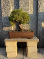 Wunderschöner Bonsai-Baum Juniperus