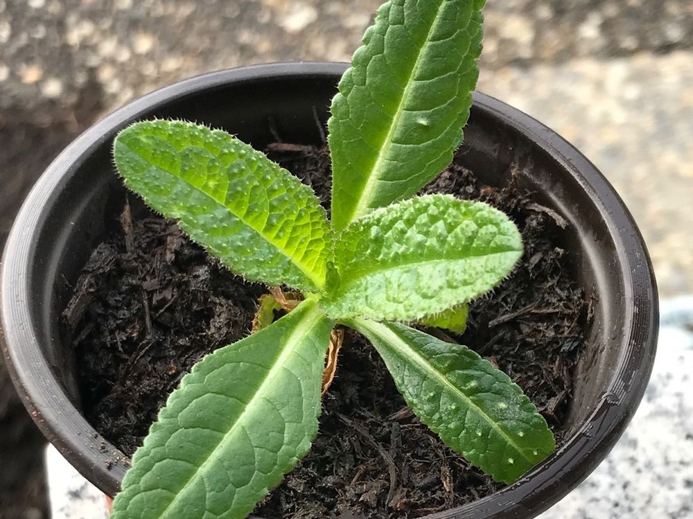 WEBERKARDE KARDENDISTEL/ KARDE DIPSACUS FULLONUM LILA Kaufen