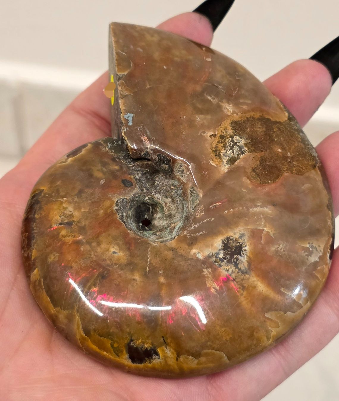 Fossili: Ammonit E 212g – Nuovo e nell'imballaggio originale da Matzingen venduto da Shay_Crystalz 1