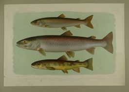 HUCHE FORELLE, FISCHE, ICHTHYOLOGIE, CHROMOLITHOGRAPHIE 1908