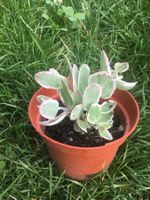 🐝Sedum Fette Henne la vie en Rose sedum RARITÄT NEU🐝