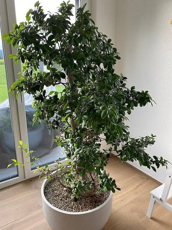 Wunderschner Bonsai (1.63 m) ideal fr Zuhause oder Bro (Gebraucht) in  bischofszell fr CHF 200  nur Abholung auf Ricardo kaufen