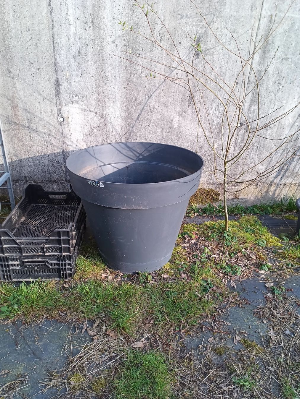 Vasi per fiori: Topf für Pflanzen – Usato da Zug venduto da SirGoldFish
