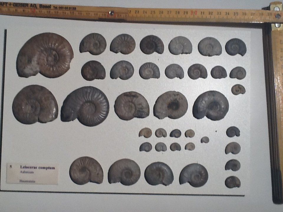 Fossili: Leioceras Jura Schweiz – Usato da Olten venduto da smiples