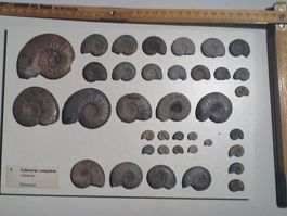 Leioceras Jura Schweiz