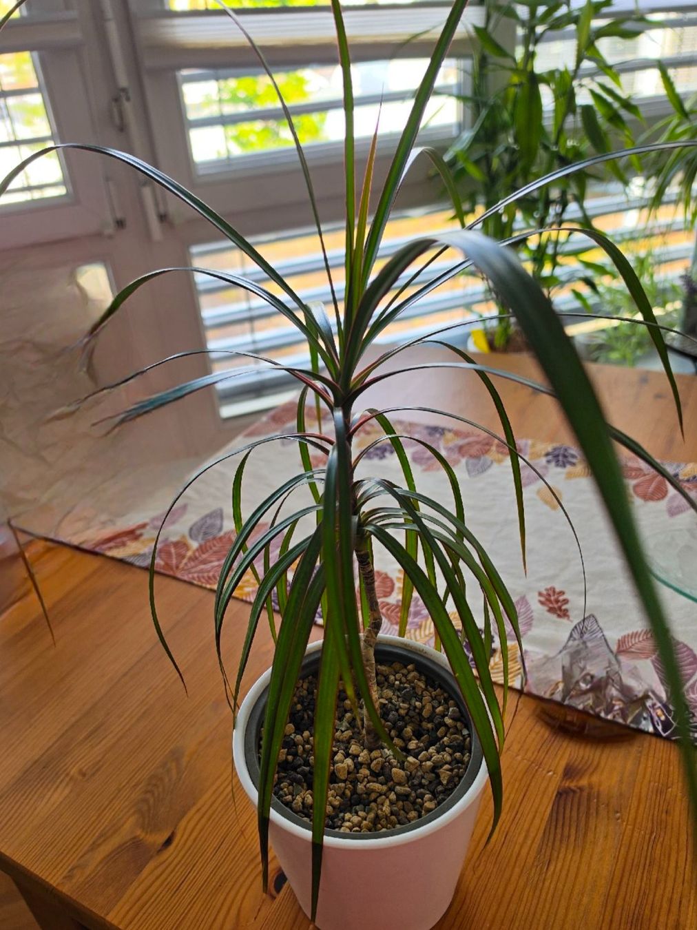 Piante & sementi: Dracaena marginata Zimmerpflanze / Drachenbaum – Usato da Liestal venduto da Shelby787
