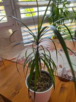 Dracaena marginata Zimmerpflanze / Drachenbaum