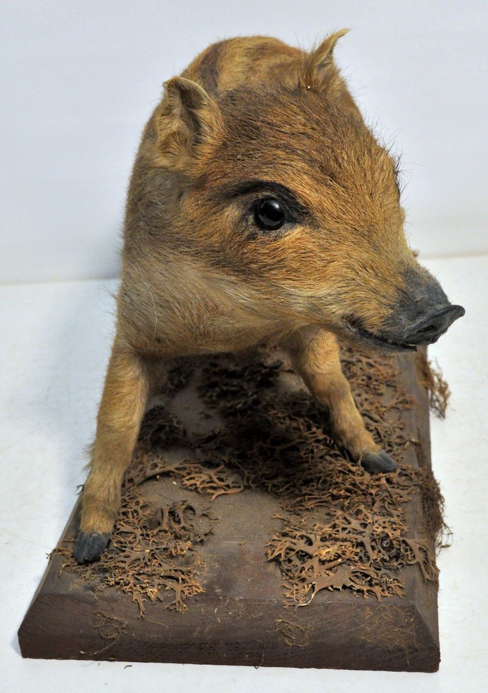Welt der Tiere: Marcassin naturalisé – Gebraucht aus Neuchâtel von Neuchatel 2