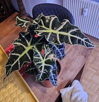 Alocasia Amazonica Polly Babypflanzen