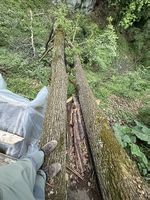 Eichen Holz Stammholz