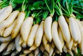 Ab 5.- fr !!! Langer weißer Rettich "DAIKON" 10 Samen‪