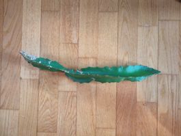 Drachenfrucht Steckling
