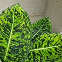 Dieffenbachia reflector, bewurzelter Stammsteckling