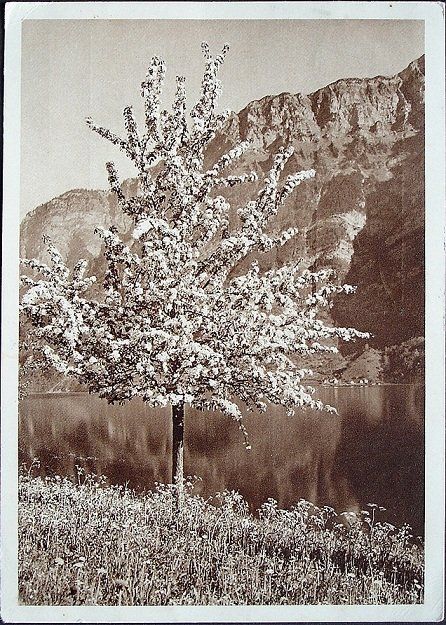 Ansichtskarten: Frühling am WALENSEE Photo Schildknecht – Gebraucht aus Jona von philajona
