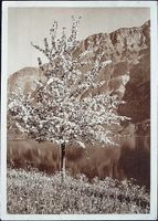 Frühling am WALENSEE Photo Schildknecht