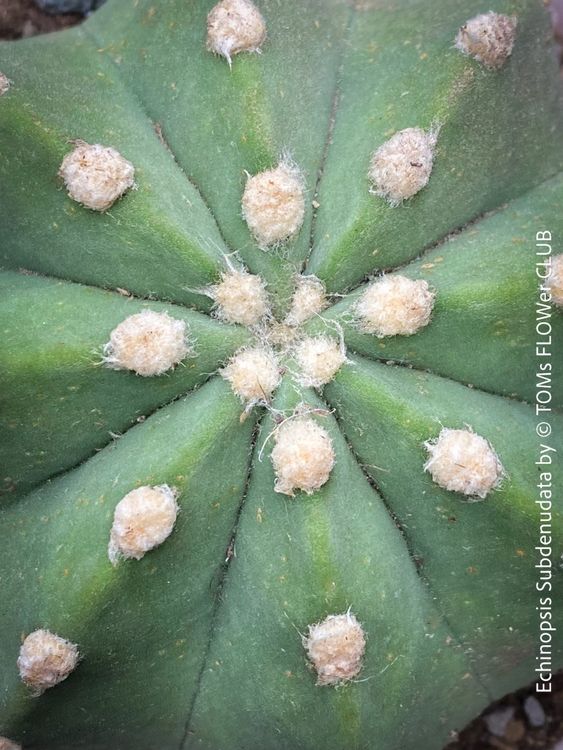 Echinopsis Subdenudata - Dein &amp;quot;Domino&amp;quot; Kaktus im Tontopf (Neu (gemäss ...