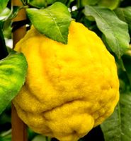 5 Samen Kalabrische Zedratzitrone CITRUS MEDICA + Anweisung