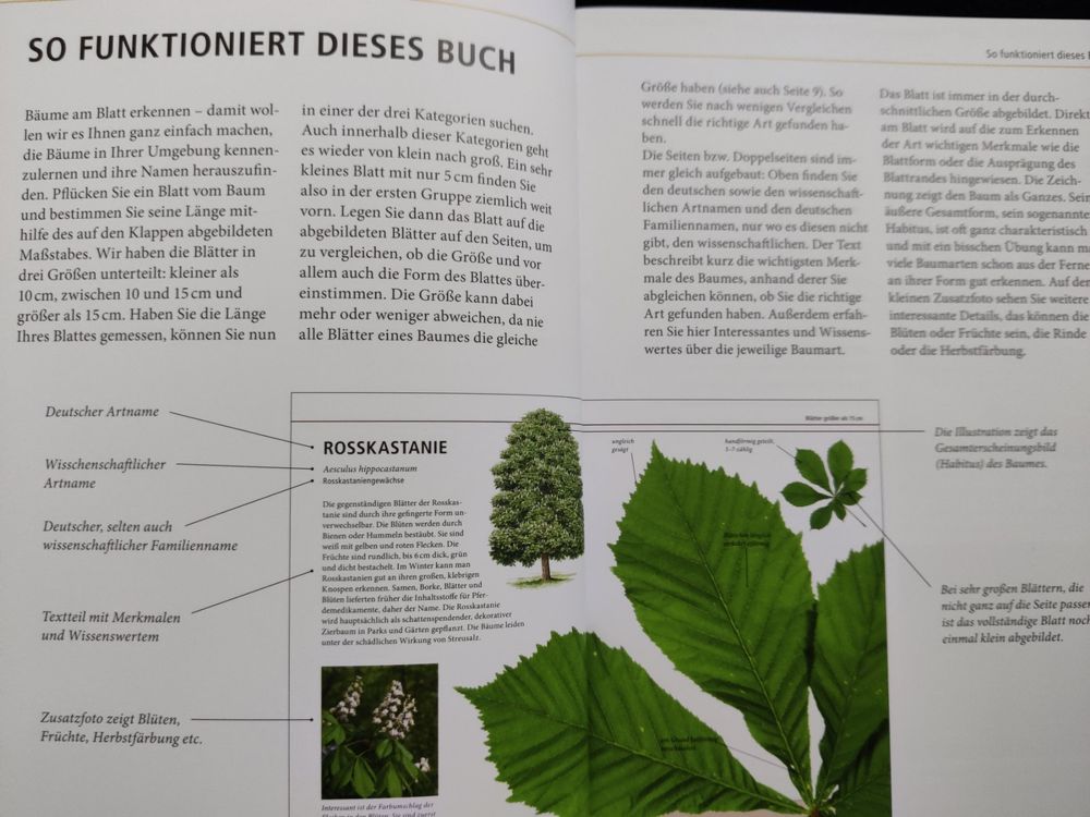 Bäume - am Blatt erkennen / 64 Laub- & Nadelbäume - Kosmos (Gebraucht