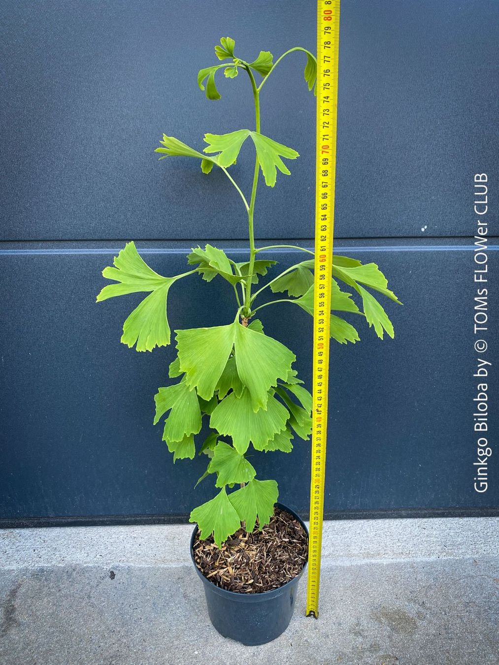 Piante & sementi: Ginkgo Biloba - Baum als ein lebendes Fossil – Nuovo e nell'imballaggio originale da Adliswil venduto da astom369 2
