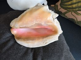 Grosse Conch Muschel 30 cm – pinke Innenseite