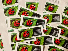 100 x „Mäiegotteschäfer“Glückskäfer