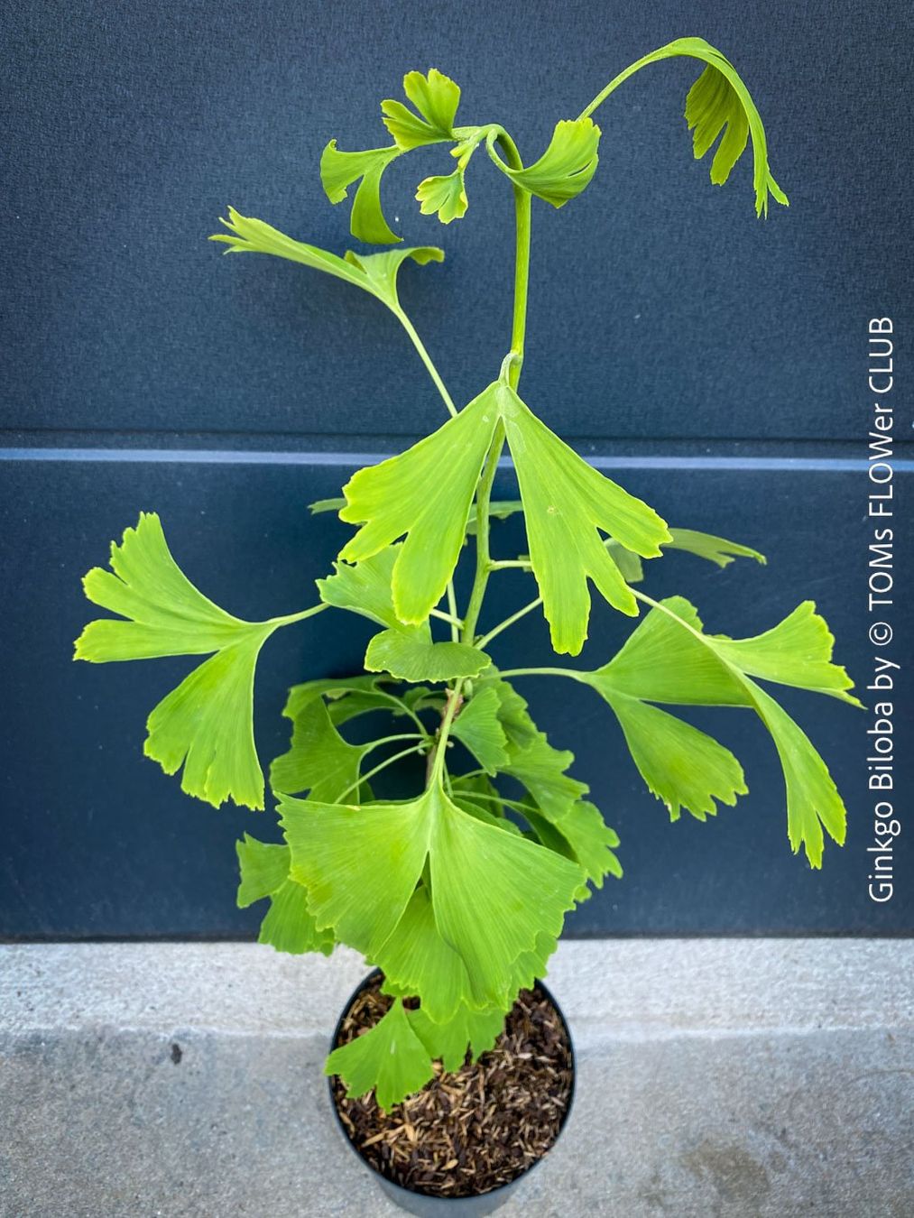 Piante & sementi: Ginkgo Biloba - Baum als ein lebendes Fossil – Nuovo e nell'imballaggio originale da Adliswil venduto da astom369 3