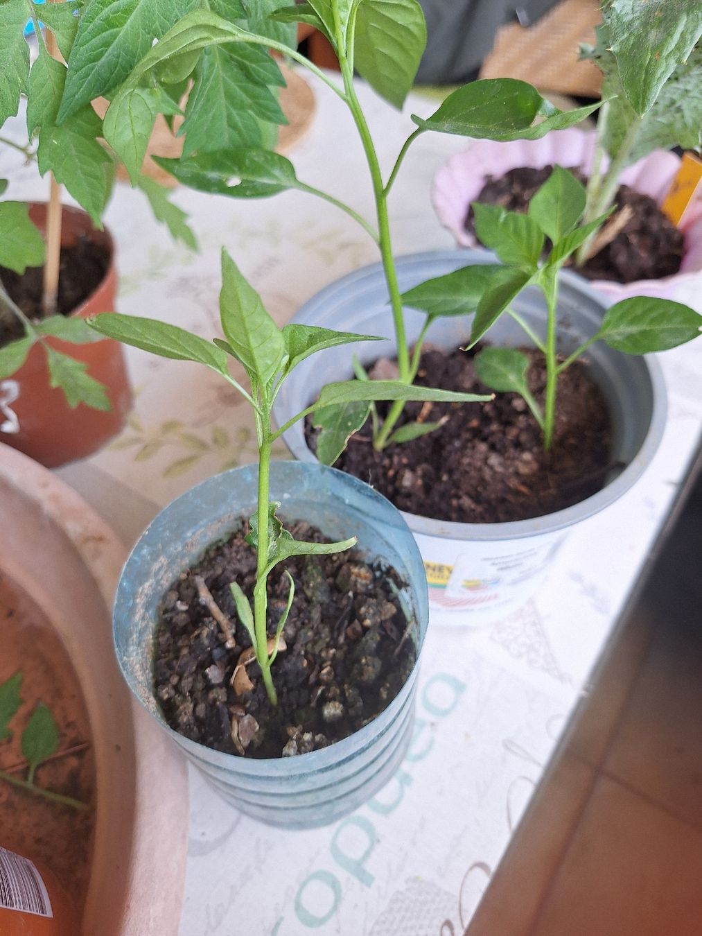 Piante & sementi: tomates.cardon.piments .courgettes – Nuovo e nell'imballaggio originale da Genève venduto da Cristin1 2