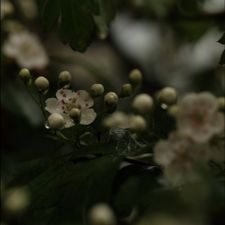 Profile image of papercrane05