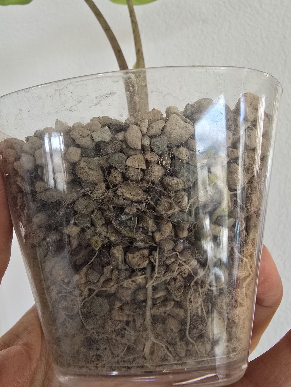 Piante & sementi: BABY Portodora Alocasia – Usato da Nidau venduto da lena_yellow 6