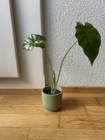 Alocasia Portodora Baby
