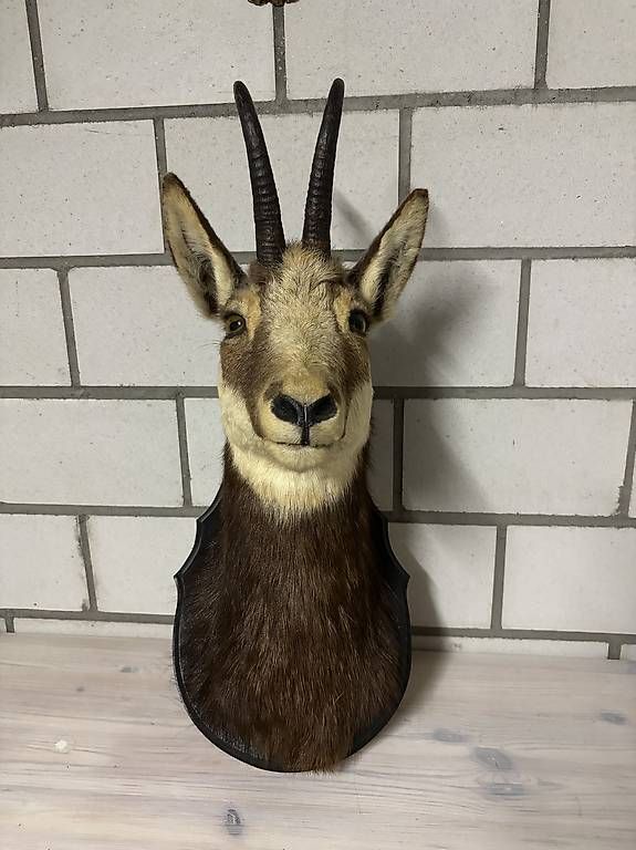 Welt der Tiere: Gams Präparat – Gebraucht aus Kirchberg SG von Alik7300