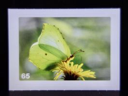 MIGROS MANIA Nature Detectives Nr. 65