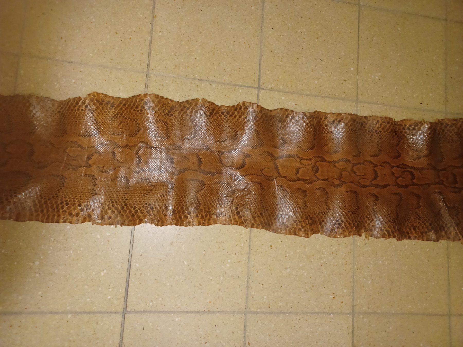 Il mondo degli animali: Peau de Python Véritable, cuir exotique, brun naturel – Usato da La Chaux-de-Fonds venduto da Jacques11111 3