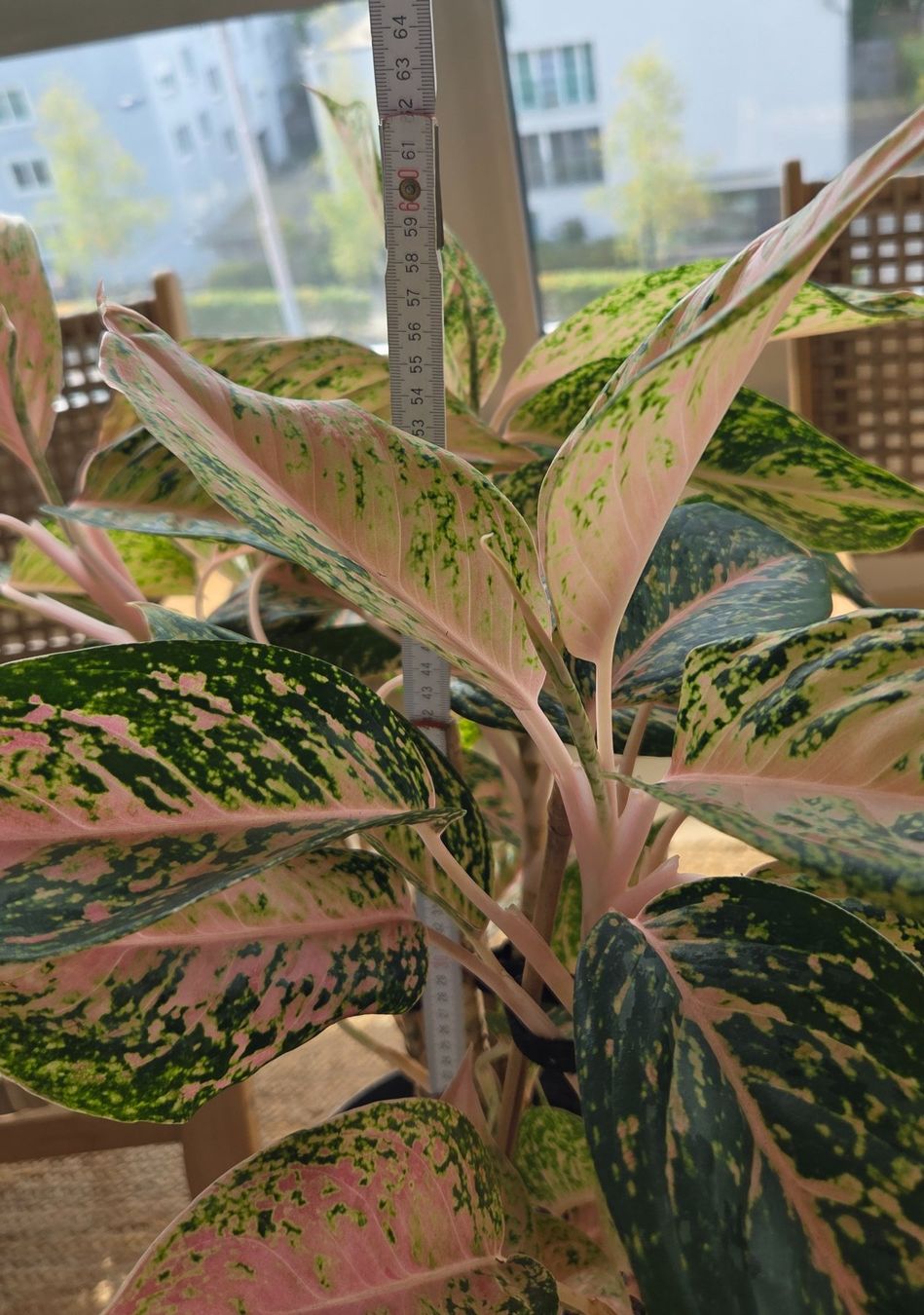 Pflanzen & Samen: Aglaonema (ca. 53cm) – Gebraucht aus Zürich von wile_coyote 2