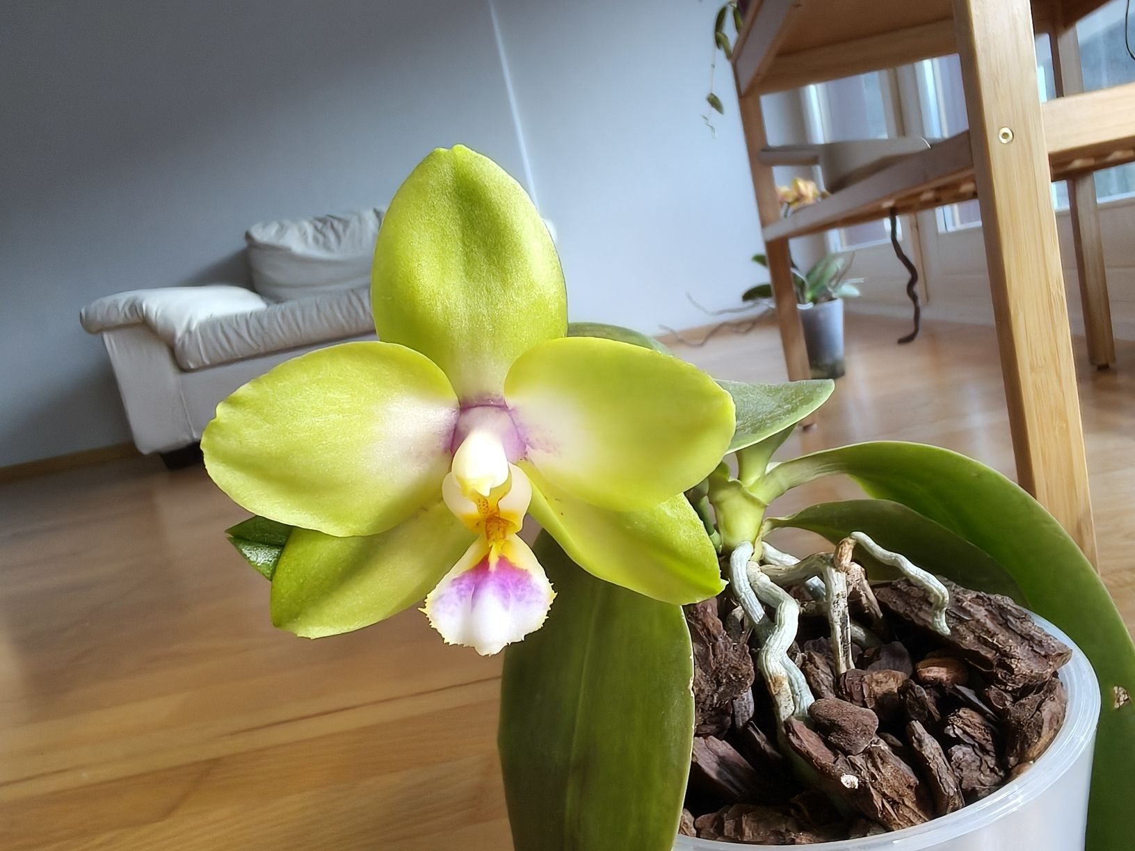 Piante & sementi: Phalaenopsis KS Viogold Green – Usato da Chamoson venduto da Yuriyaa 1