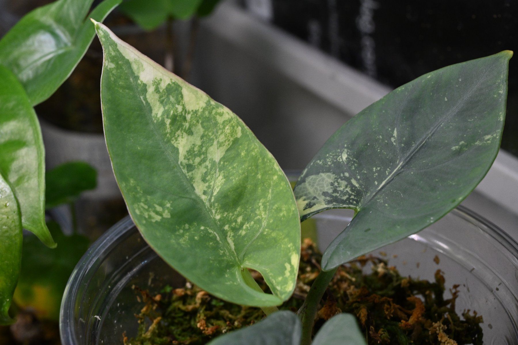 Piante & sementi: Alocasia Reginae silver albo – Usato da Crissier venduto da sleepingmouse 1