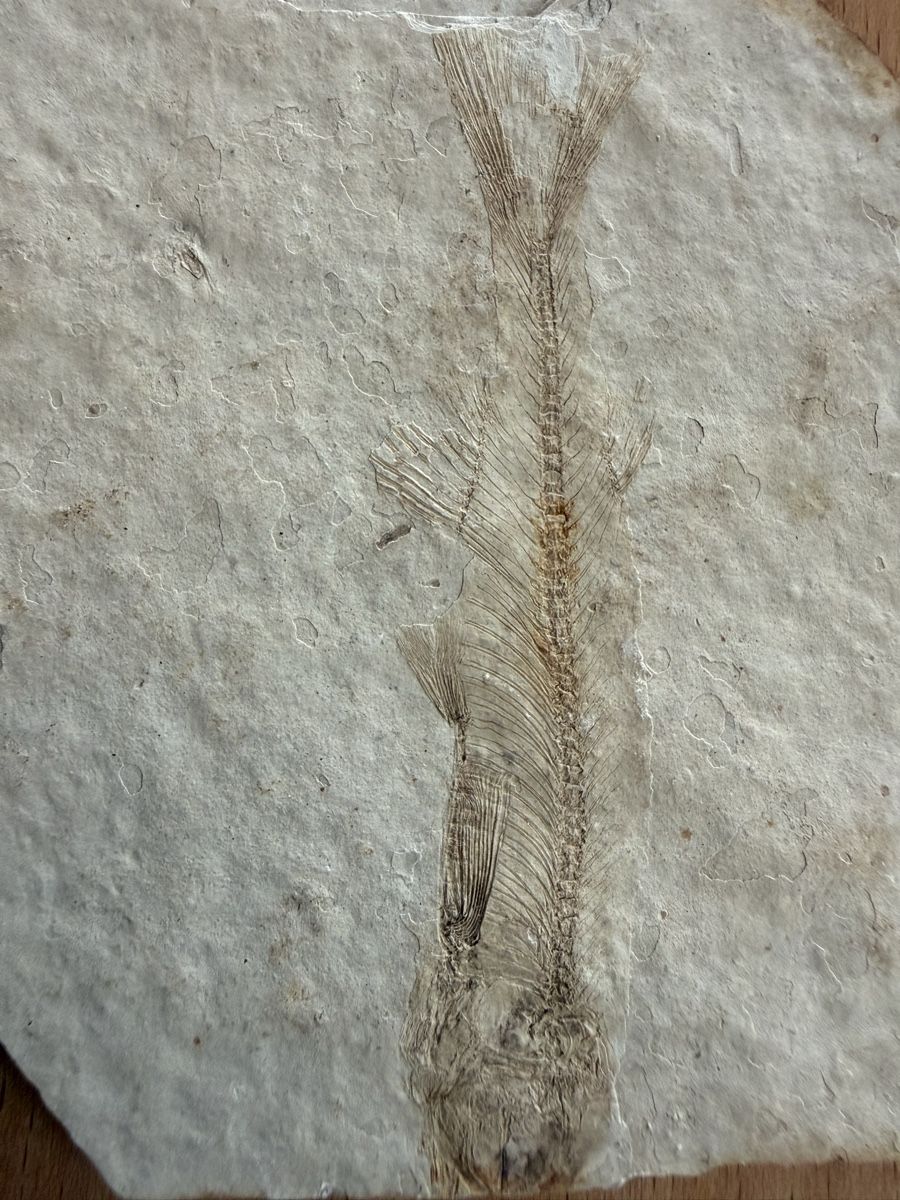 Fossili: Versteinerter Fisch – Usato da Grenchen venduto da Bastet007 4