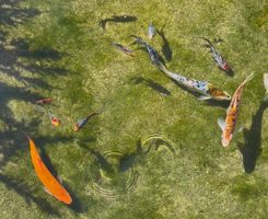Zierfische für Teich