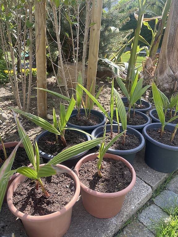 Piante & sementi: Washingthonia-Palme – Usato da Steckborn venduto da zack011