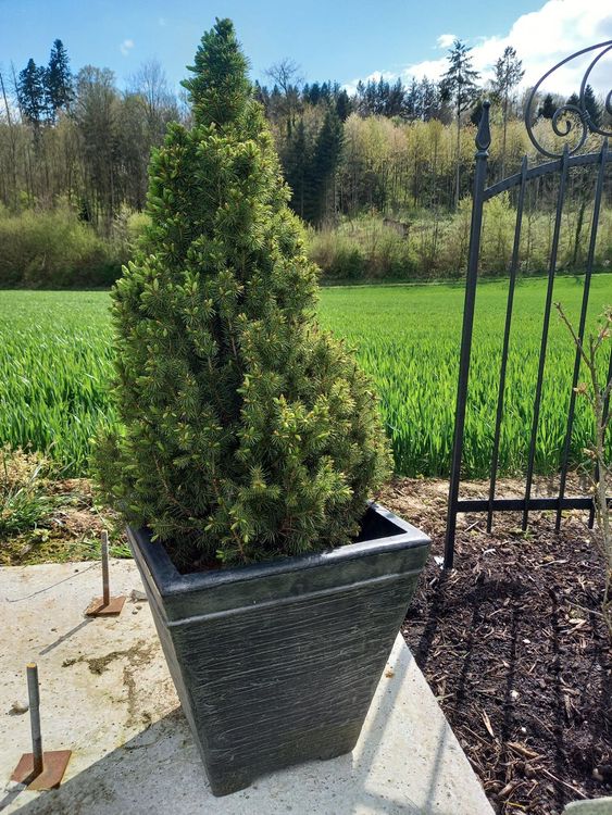 Gartenpflanze Bäumchen mit Topf Kaufen auf Ricardo