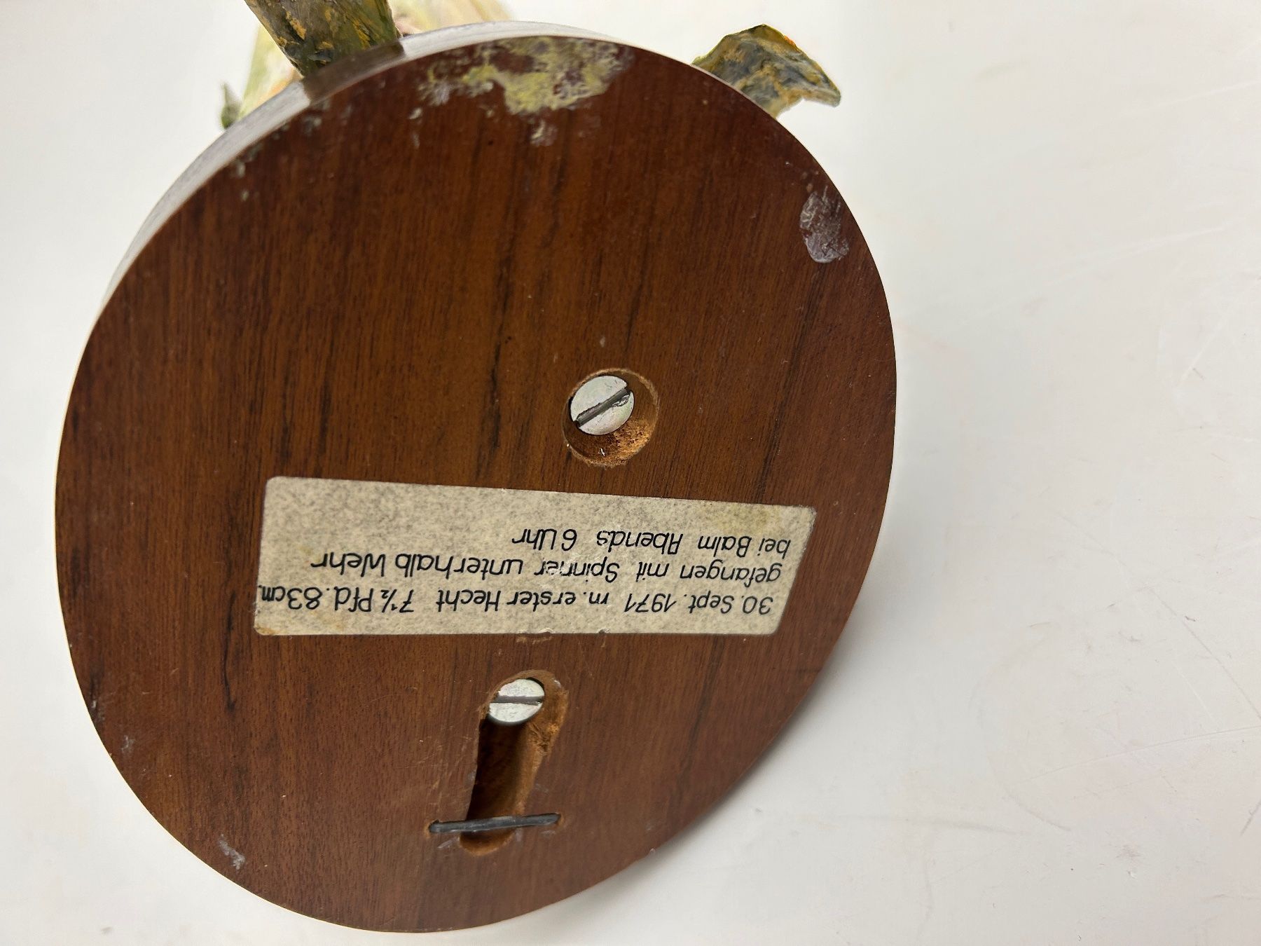 Altre raccolte & rarità: Fisch gross Hecht Trophäe / Sept 1971 – Usato da Rheineck venduto da emma.gut 2