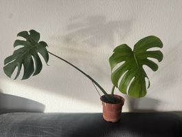 Monstera Pflanze, gross, gesund, mit Tontopf und Scheibe (Gebraucht) in  Zrich fr CHF 165  nur Abholung auf Ricardo kaufen