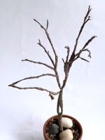 Euphorbia Platyclada*****