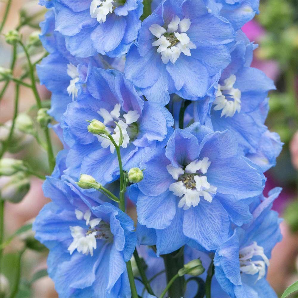 Piante & sementi: 50 Samen Rittersporn SKY BLUE WHITE BEE – Nuovo (secondo la descrizione) da Ehrendingen venduto da VerveinaSamen 3