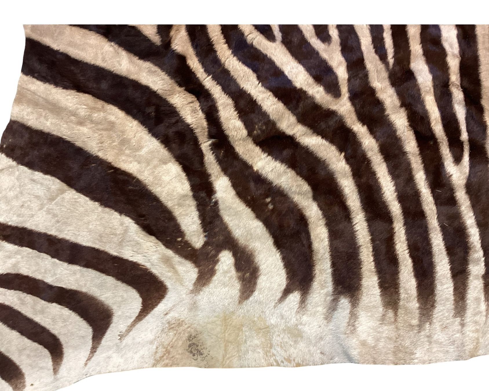 Il mondo degli animali: Echtes Hartmann Zebrafell mit Mähne – Usato da Zürich venduto da Restwert_Zuerich 5